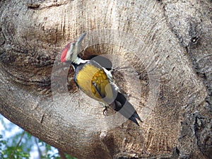 Woodpecker in Sunshine, Vibrant colors.