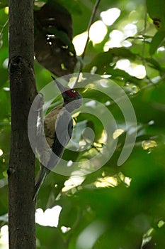 Woodpecker in Tangkoko National Park, Sulawesi, Indonesia
