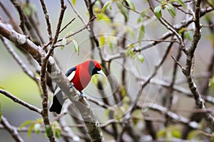 woodpecker tapping on a bark-covered tree photo