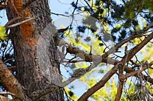 Woodpecker on a three