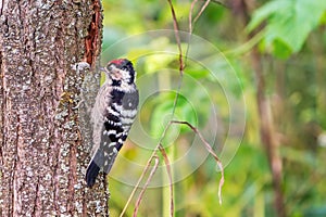 Woodpecker in a tree. Dendrocopos is a widespread genus of woodpeckers