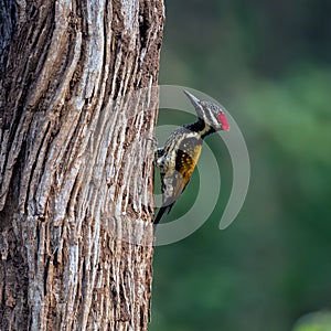 Woodpecker in tree of Indian forest