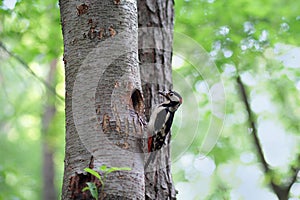 Woodpecker on a tree near his nest