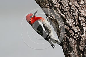 Woodpecker On A Tree Trunk