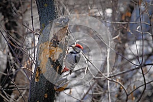 Picchio sul un albero valigia fisso movimento da il suo Testa prova da tritare 