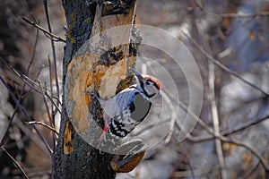 A woodpecker on the trunk of a tree pecked all the bark. A woodpecker with red plumage. photo