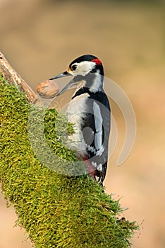 Woodpecker with walnut in the beak