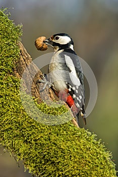 Woodpecker with walnut in the beak