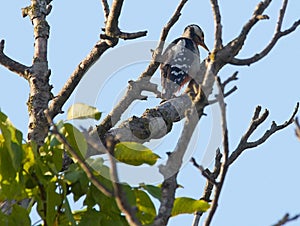 Woodpecker in a walnut tree