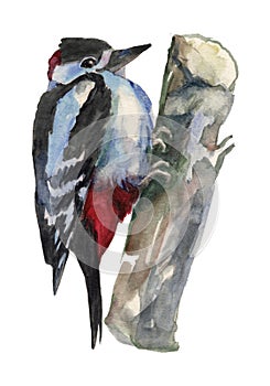 The Woodpecker. Watercolor hand painted drawing of bird