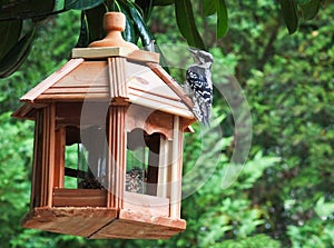 Woodpecker-Where's the food?