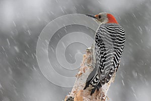 Pájaro carpintero en tormenta 