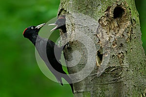 Woodpecker with young in the nest hole. Black woodpecker in the green summer forest. Woodpecker near the nest hole. Wildlife scene