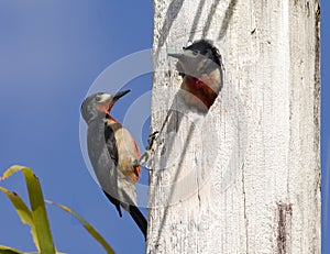 Woodpeckers photo