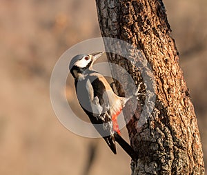 Woodpeckers eating breakfast in the mountain