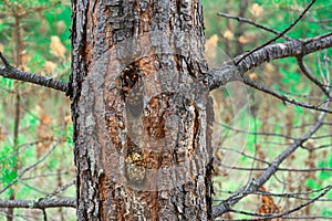 Woodpeckers extract seeds from connect using anvils, in which they put cone after removing it from tree