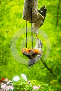 Woodpeckers feeding each other