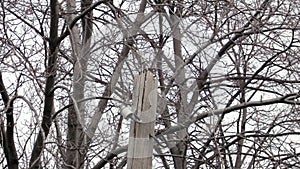 Woodpeckers hammer wood post. Dendrocopos major