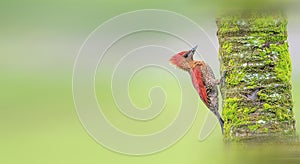 Woodpeckers photo