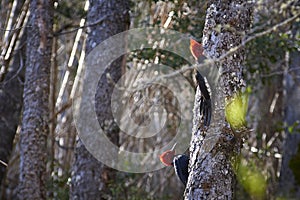 Woodpeckers looking for larvae to feed in the native forest photo