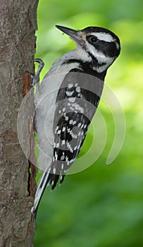 Woodpeckers are part of the family Picidae