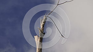 Woodpeckers on a tree in the Amazon Rain forest with sound