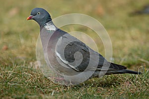 Woodpigeon