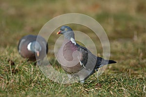 Woodpigeon