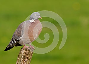 Woodpigeon