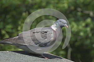 Woodpigeon