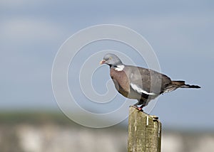 Woodpigeon ( Columba oenas )