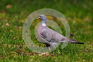 Woodpigeon - Columba palumbus