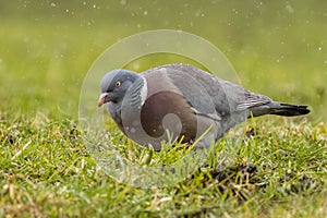 Woodpigeon (Columba palumbus