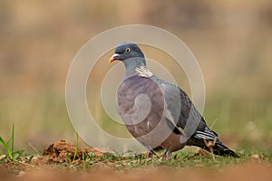 Woodpigeon - Columba palumbus, beautiful colorful pigeon