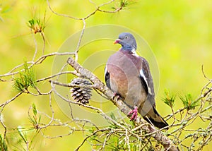 Woodpigeon - Columba palumbus.