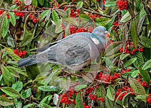 Woodpigeon - Columba palumbus feeding on berries.