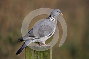 Woodpigeon - Columba palumbus