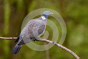 Woodpigeon - Columba palumbus