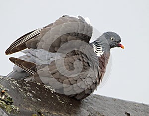 Woodpigeon with ruffled feathers in the rain