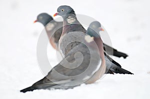 Woodpigeon, winter