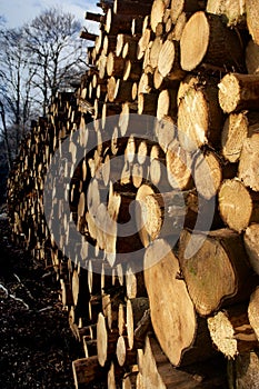 Woodpile photo