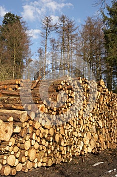 Woodpile photo