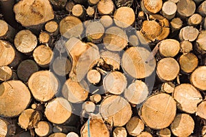 Woodpile photo