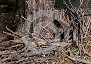 Woodpile at the base of a tree to create a microhabitat photo