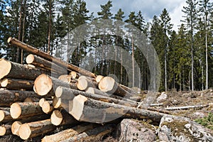 Woodpile in a coniferous forest