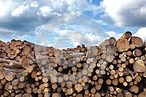 Woodpile of cut Lumber