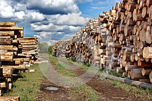 Woodpile of cut Lumber