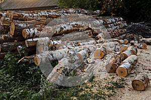 Woodpile of cut Lumber logs