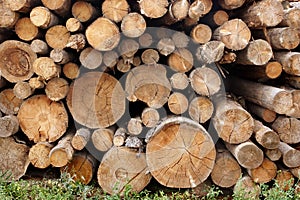 Woodpile of cut trees in the lumberyard