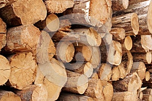 Woodpile of cut trees in the lumberyard